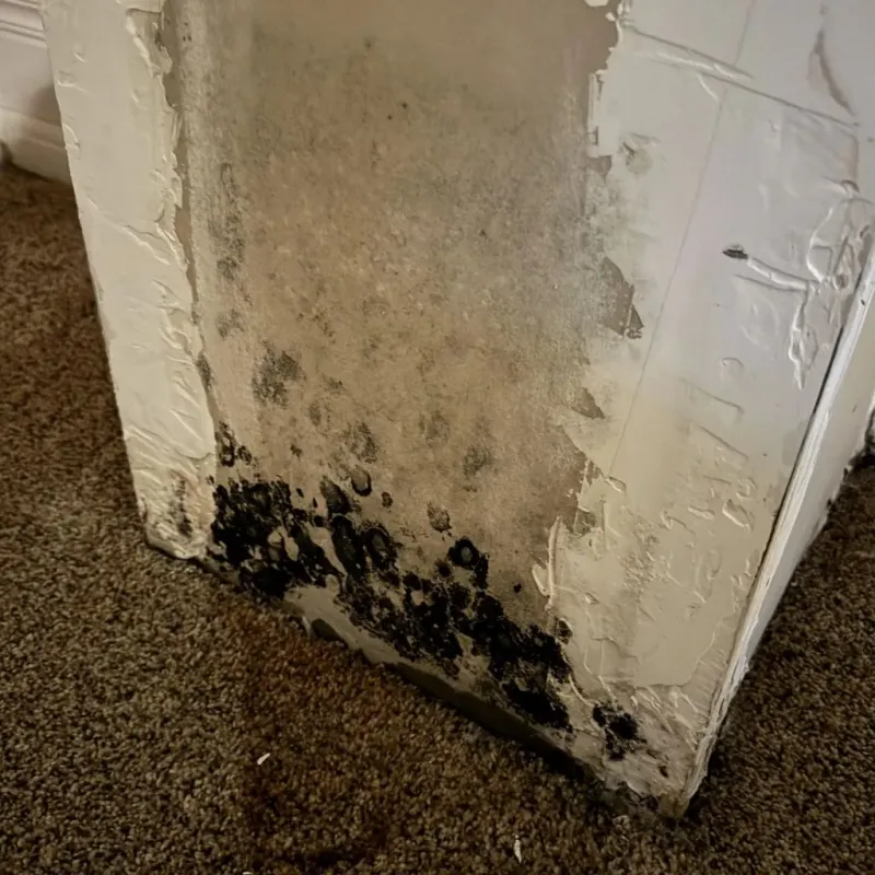 Professional Mold Removal in Bartlesville, OK
